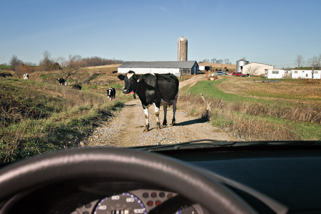 cow blocking road