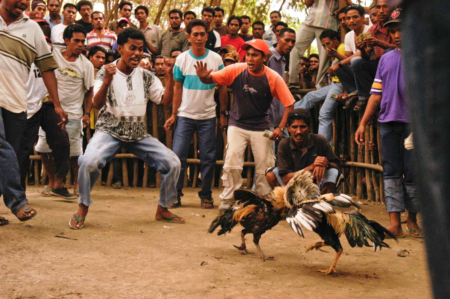 cockfighting photo series